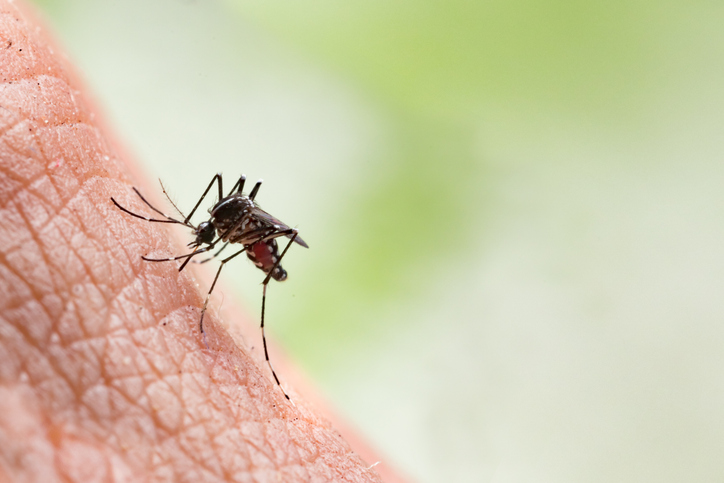 Bosiljak, limun i med donose olakšanje posle ujeda komarca