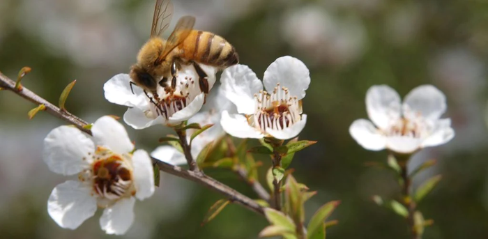 Manuka-Flower-1024x502_a3b9f86f-0de1-475e-b465-aa190e590fad_1200x1200