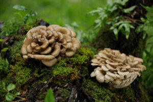 Maitake gljive pomaže u suzbijanju tumora