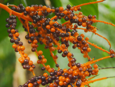 Testerasta palma: Biljka koja možda poboljša zdravlje prostate i nivo testosterona