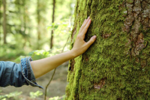 Isceliteljska moć drveća: Saznajte za koje tegobe je dobra breza, smreka ili hrast