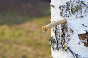Sok od breze je lekovit, ali se ne preporučuje kod određenih stanja