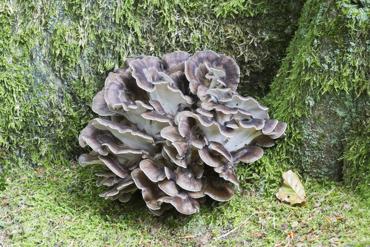 Gljiva Maitake poznata je kao "čudotvorna pečurka" i "pečurka večne mladosti i dugovečnosti"