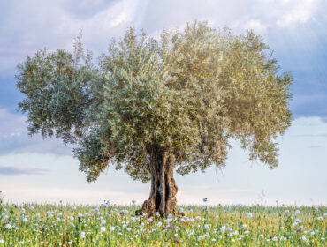 Kako drveće može da vas inspiriše i podstakne na duhovni rast?