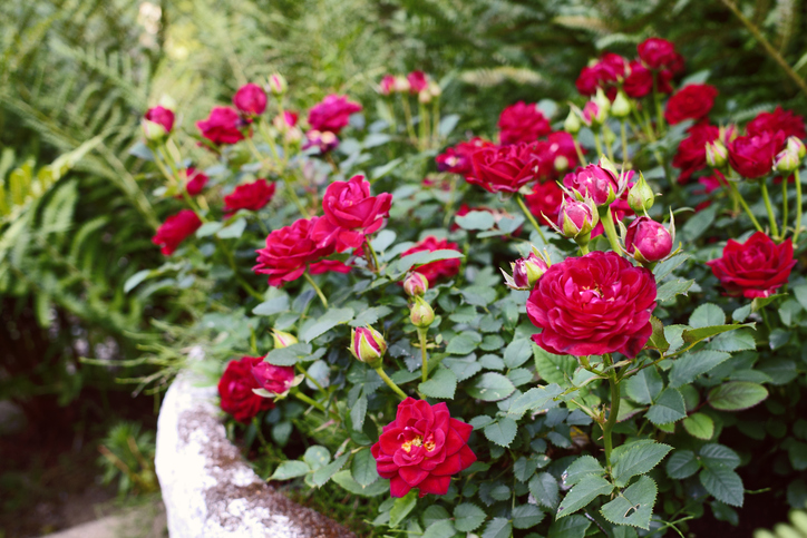 Duhovno isceljenje crvenom ružom: Donosi energiju i leči srčanu čakru