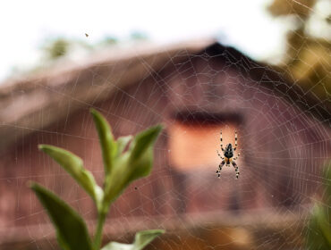 Šta znači ako stalno viđate pauka da li u snovima ili na javi?
