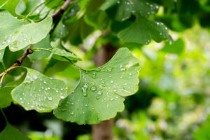 Čudesna biljka ginko biloba: Jača memoriju i poboljšava cirkulaciju