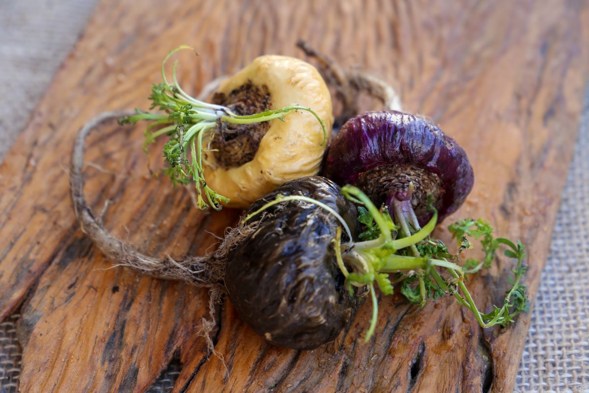 Žuta, crvena ili crna peruanska maka