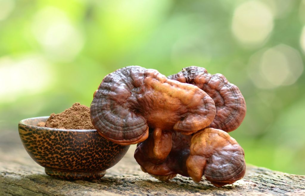 Reiši gljiva protiv psorijaze