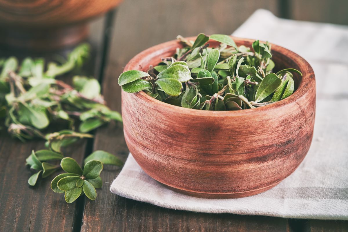 Biljna formula za prostatu: Saw palmetto, rastavić i broćika