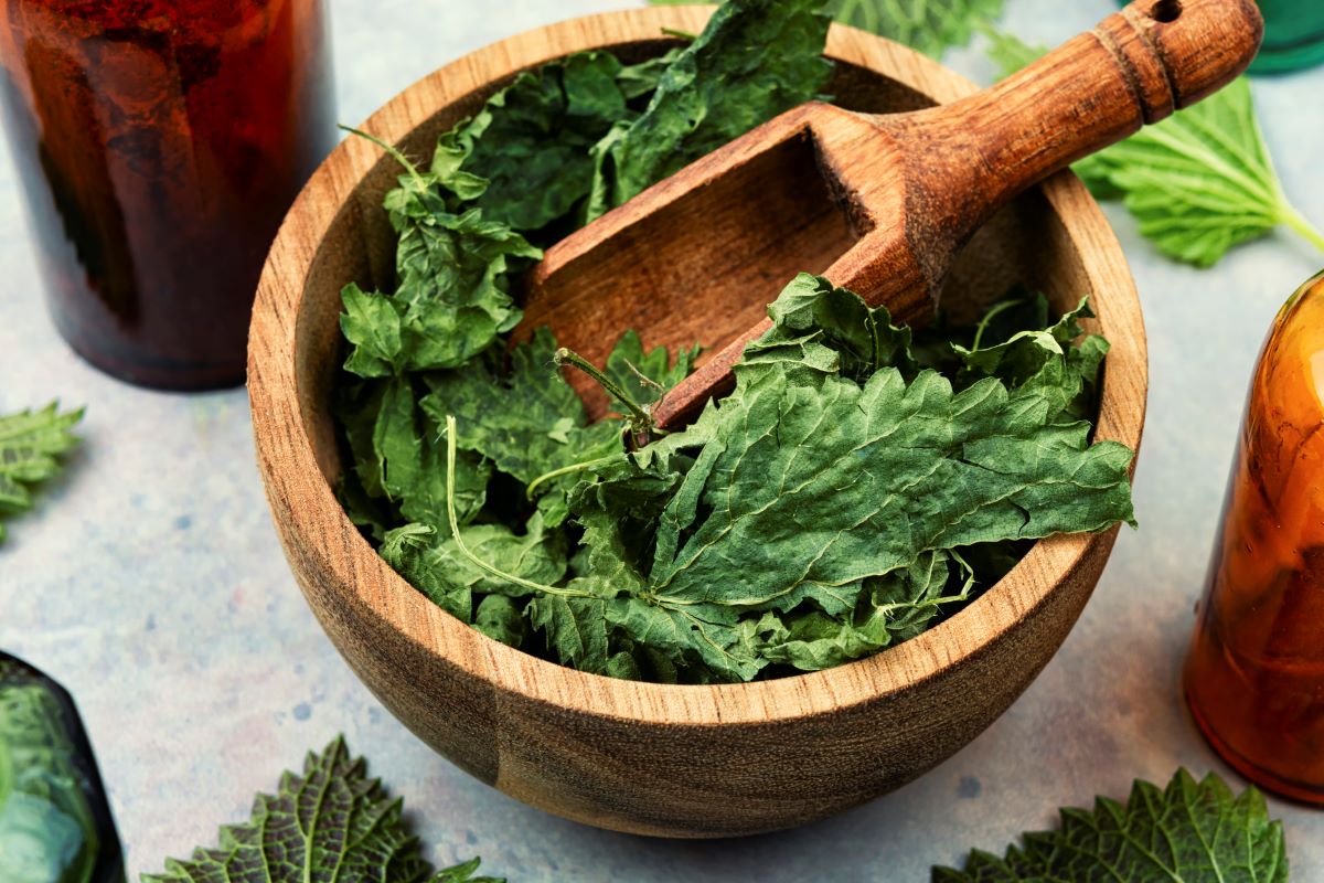 Kopriva u prahu - zeleni eliksir zdravlja