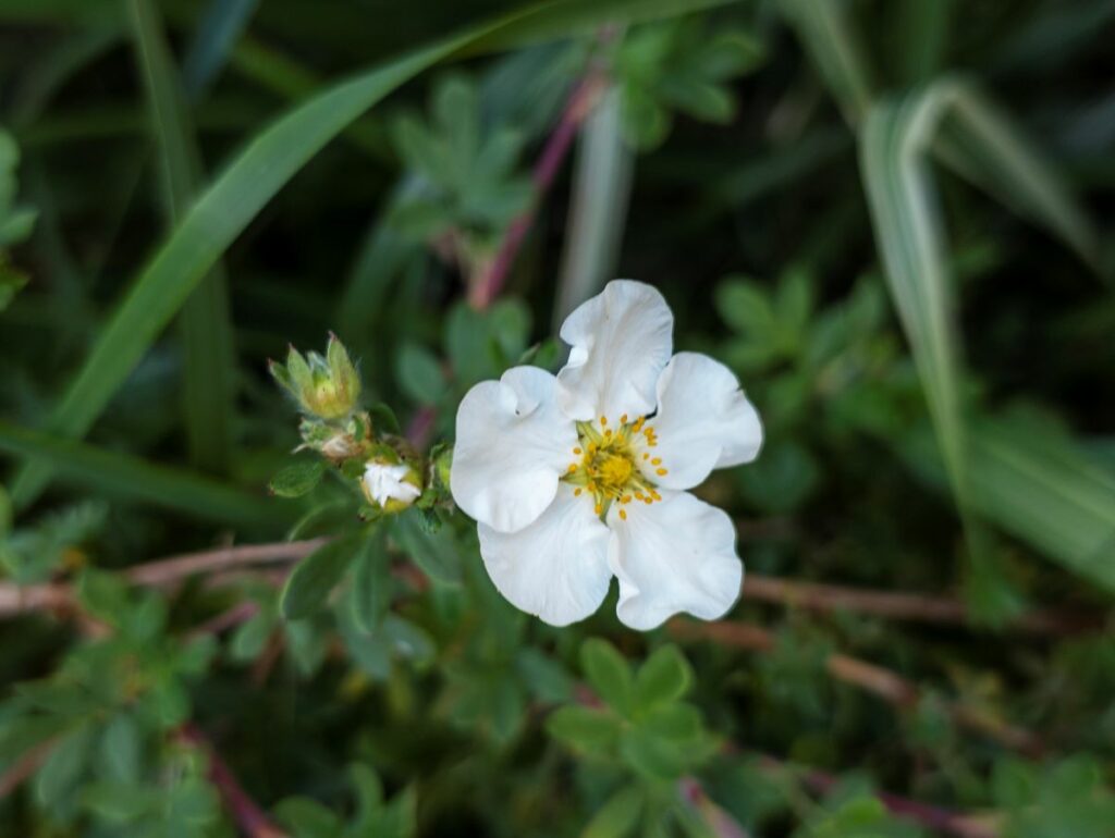 Kako zaštititi štitastu žlezdu u menopauzi pomoći bele steže