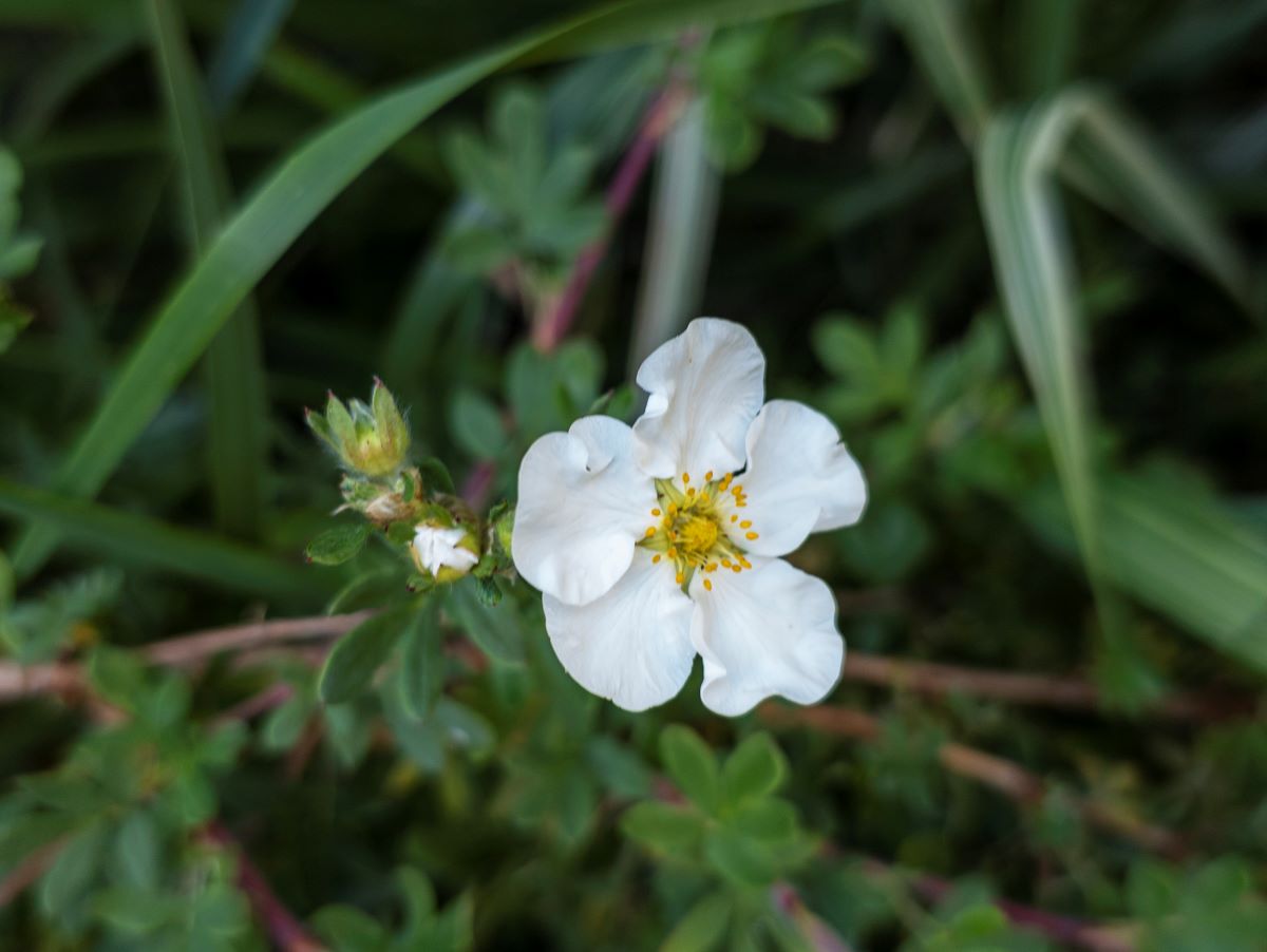 Kako zaštititi štitastu žlezdu u menopauzi pomoći bele steže