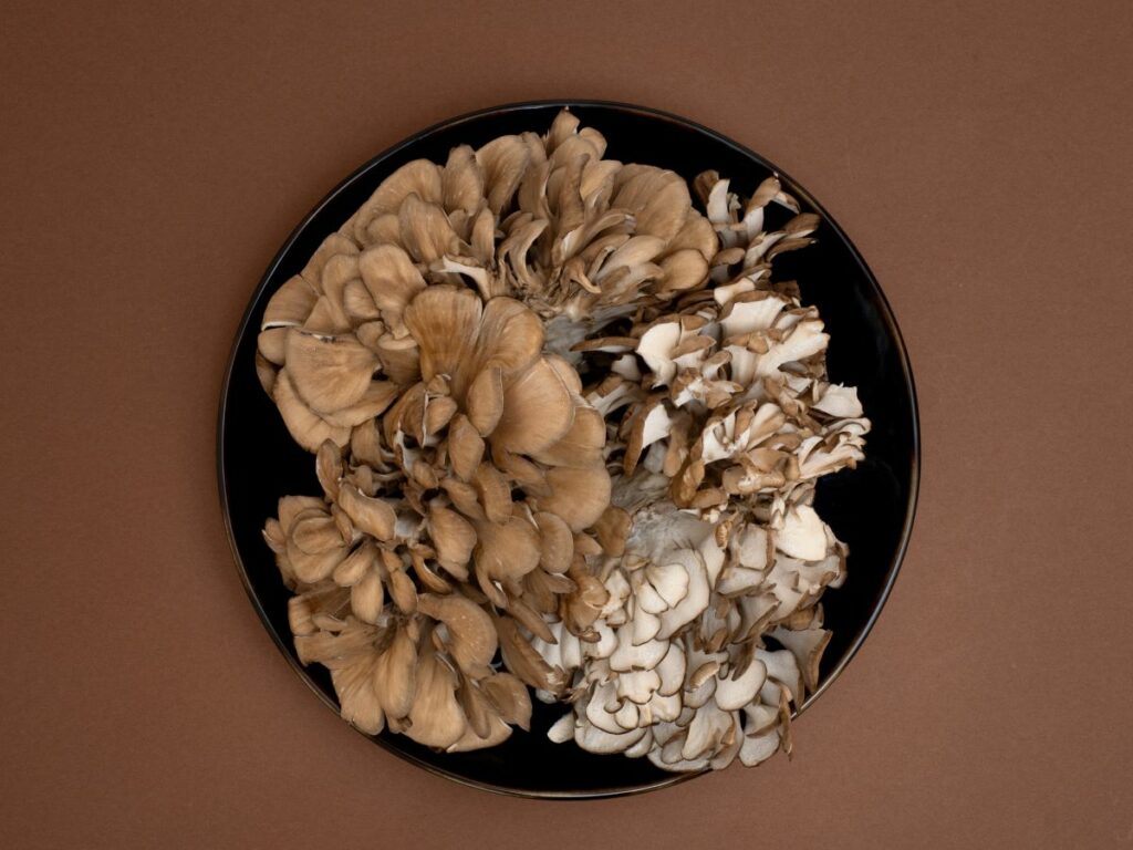 maitake gljive