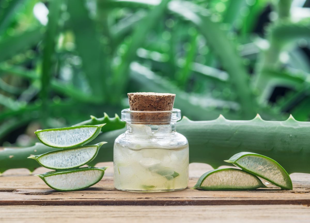 Aloe vera ublažava psorijazu